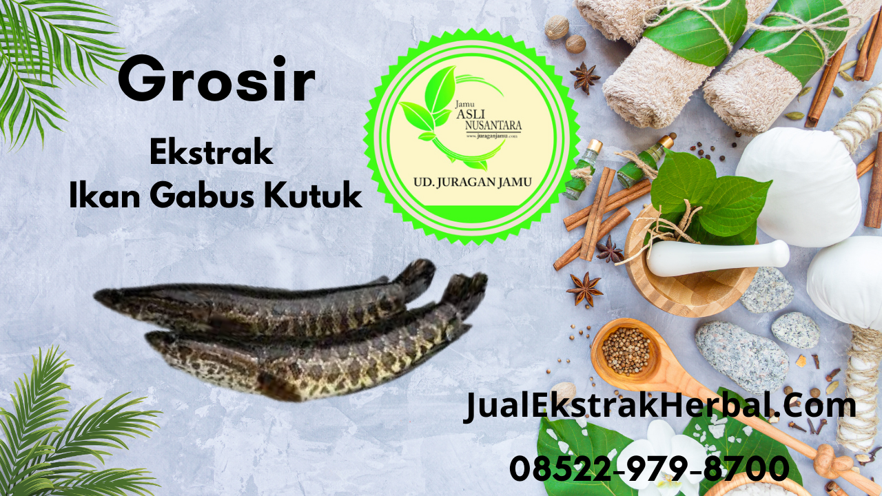 Jual Ekstrak Ikan Gabus Di Ud Juragan Jamu Jogja