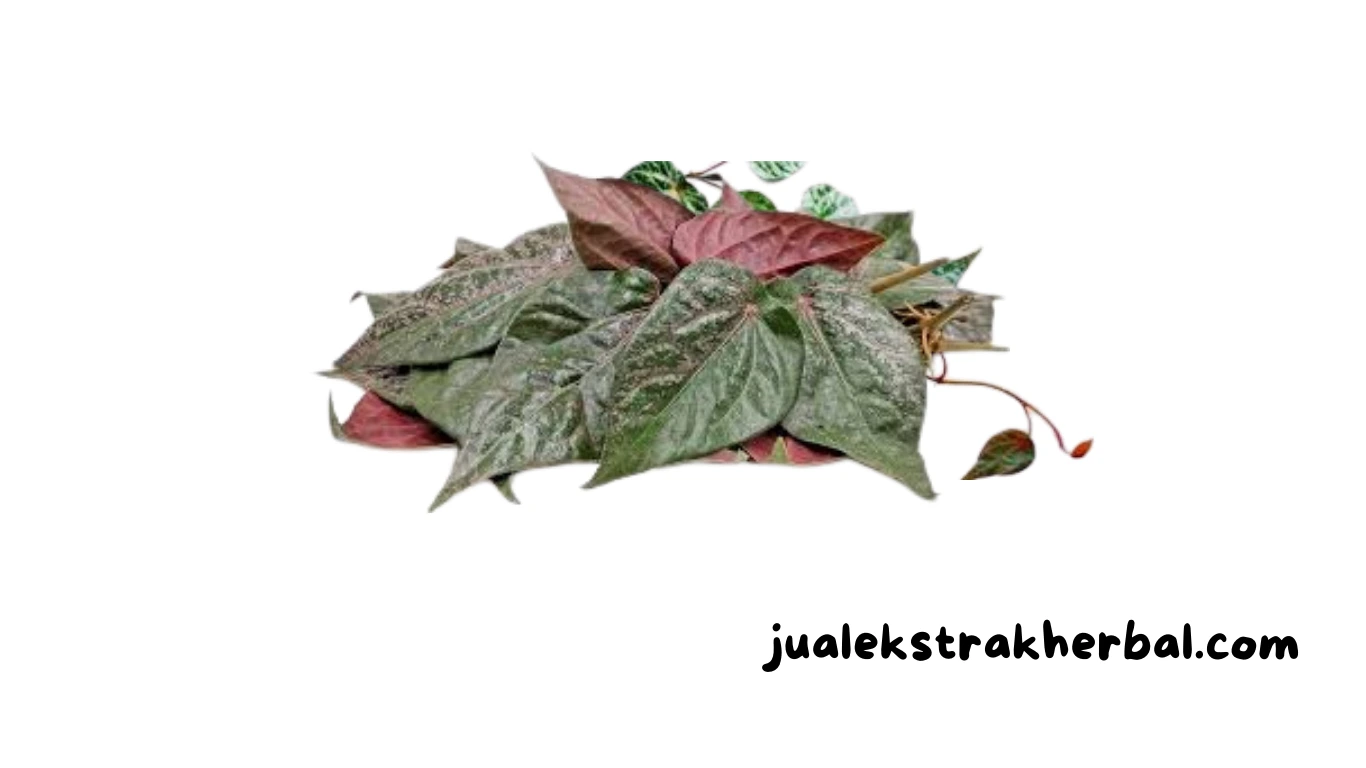 jual-ekstrak-sirih-merah-berkualitas